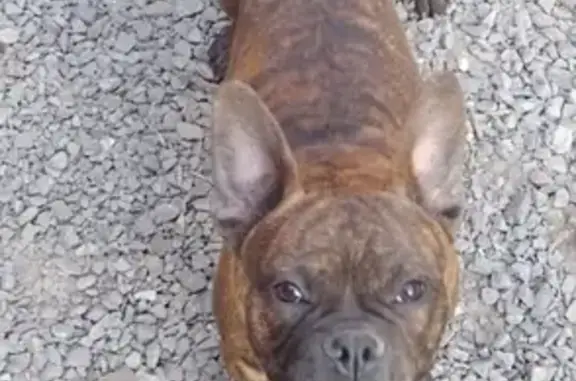 Perro Bull Dog Francés Perdido en Galerías Serdán