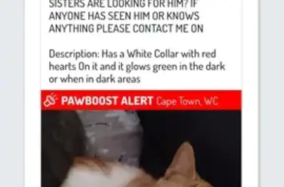 Missing Ginger & White Cat - Tennyson St, CT