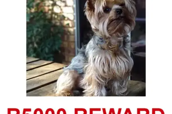 Missing Yorkie in Centurion - Help Needed!