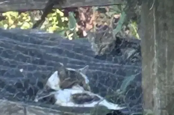 Chatte blanche et ses 3 chatons trouvés - photo
