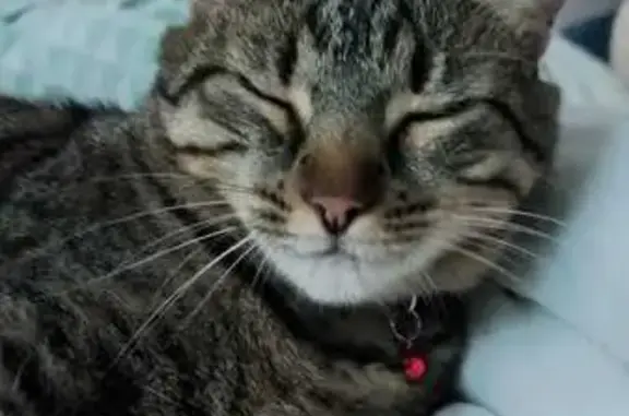 Chat perdu : Patate, collier rouge, Annecy - photo