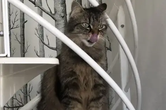 Animaux perdus Troyes, photo: Chat femelle 7 ans disparue à Troyes