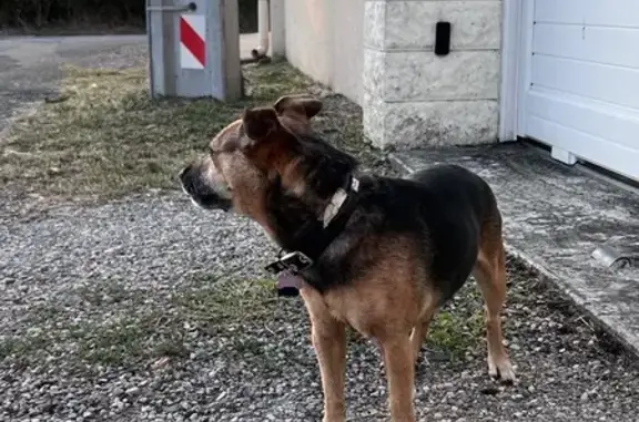 Chien fauve trouvé Rue de la Villette, 34 - photo