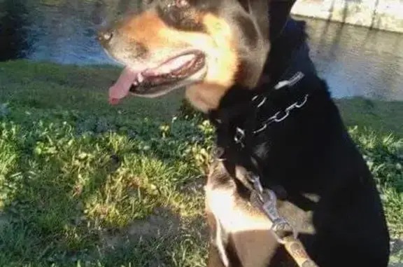 Chien perdu près du bois du Marmajou - photo