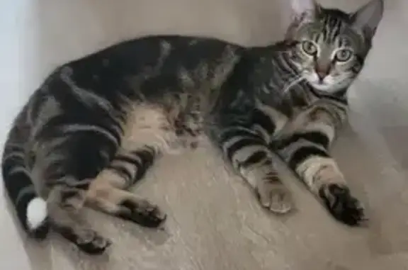 Animaux perdus Romainville, photo: Chat tigré Dusty perdu à Romainville