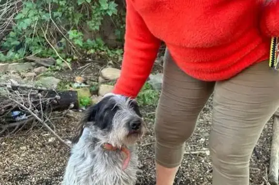 Chien perdu Lignan-sur-Orb, photo : Chien disparu au Pont de Tabarka, Lignan-sur-Orb