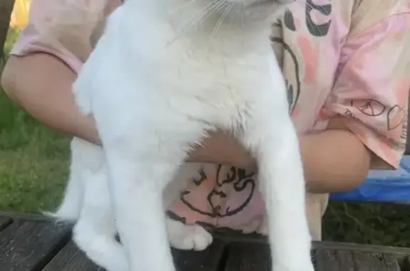 Chat trouvé joueur, poils blancs, œil bicolore - photo