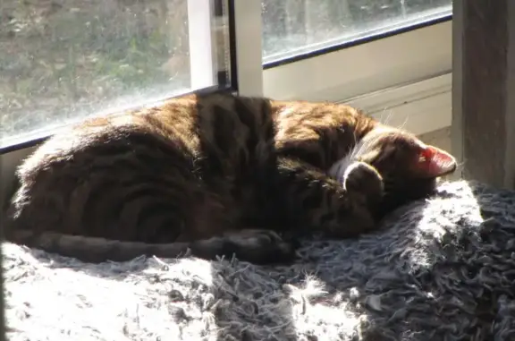 Chat perdu, , photo: Chat Bengal mâle 9 ans perdu à Pourcieux