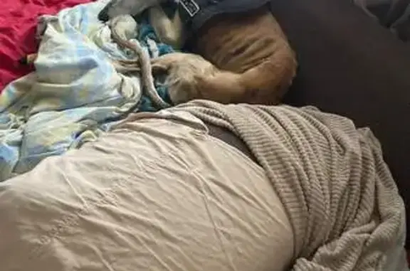 Chien perdu La Meilleraie-Tillay, photo : Lévrier galgo brun rayé perdu à La Meilleraie