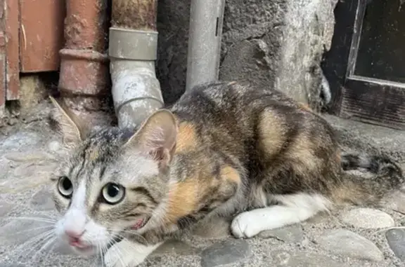 Chat trouvé Le Puy-en-Velay, photo: Minette tricolore trouvée au Puy-en-Velay