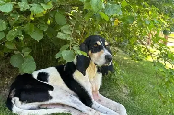 Jeune braque de Gascogne trouvé à Apinac - photo