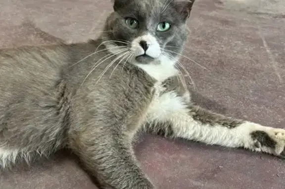 Chat gris yeux verts trouvé à Layrac - photo
