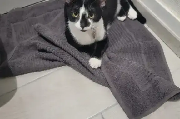Chat perdu, Albert, photo: Chatte perdue, noire et blanche, Albert