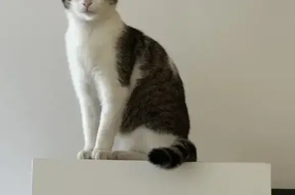 Animaux perdus Saint-Avold, photo: Chatte sociable perdue, Rue Dudweiler