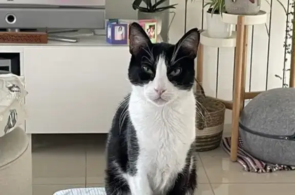 Gatos perdidos, , foto: ¡Urgente! Gato Diabético Perdido en Villareal