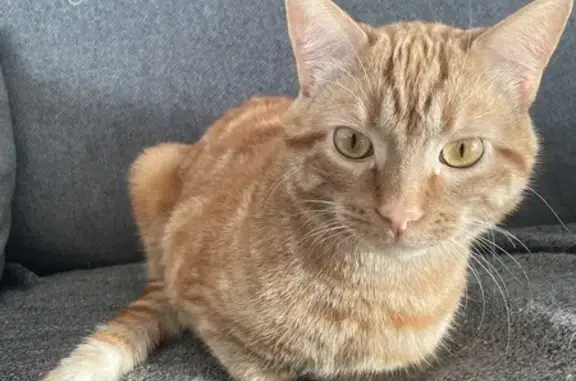 Chat roux d'un an disparu à Tournon-sur-Rhône - photo