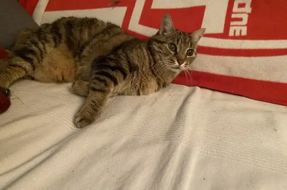 Chat perdu, , photo: Chat européen mâle disparu à Velaine-en-Haye