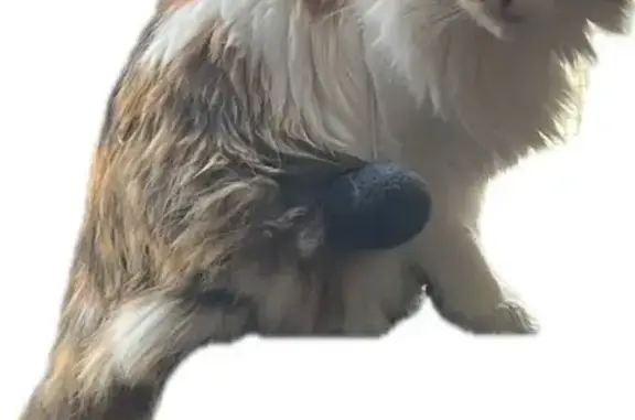 Animaux perdus Le Pouliguen, photo: Chatte tricolore perdue à Le Pouliguen