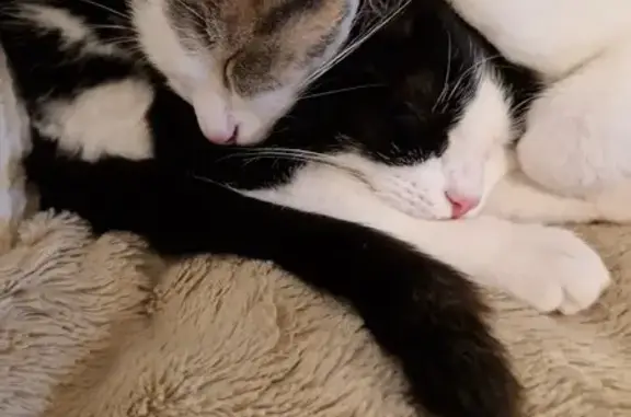 Animaux perdus , photo: Chatte européenne noire et blanche perdue