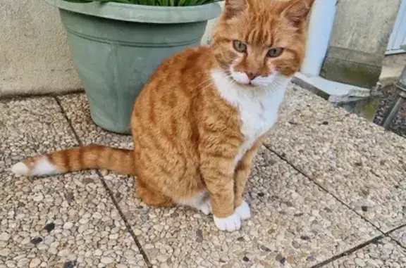 Chat roux et blanc perdu à Falaise - photo