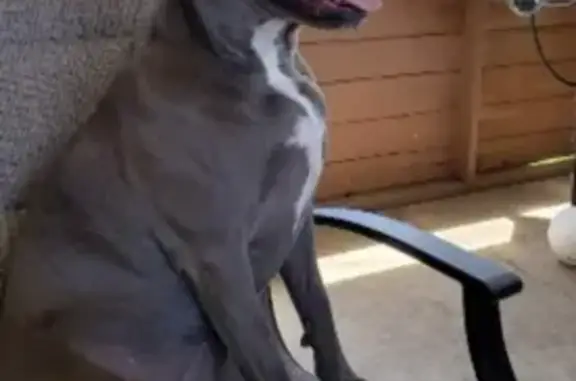 Missing Gray Pit Bull on Hoelting St, 106