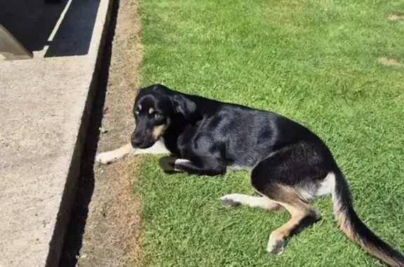 Chien noir et feu trouvé à Avesnes-Chaussoy - photo