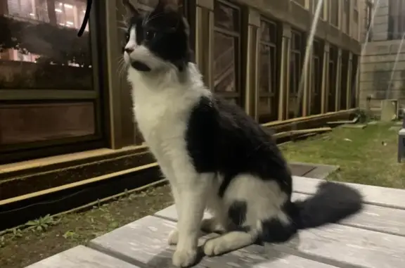 Black-White Cat Found at UCT - 4-6 Months Old