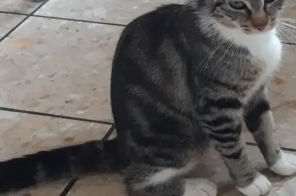 Chatte trouvée, cherche ses petits, Plérin - photo