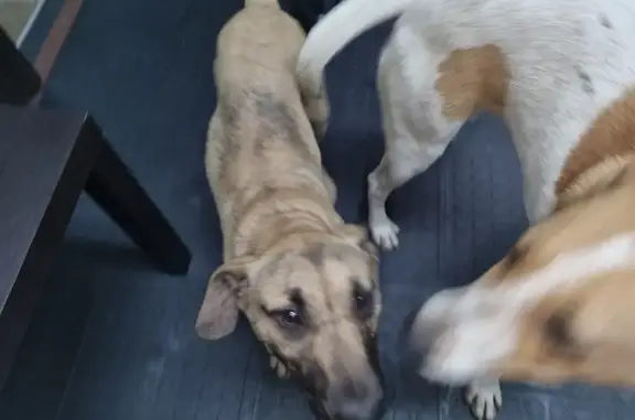 Found: Young German Shepherd & Jack Russell Pups