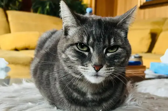 Chat perdu, Mandelieu-la-Napoule, photo: Chat disparu à Mandelieu-la-Napoule