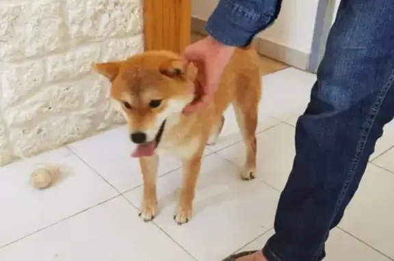 Chien perdu Montauban, photo : Chien perdu: Shiba inu rousse à Montauban
