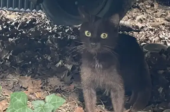 Animaux trouvés , photo: Chat et chatons trouvés Rue de la Gare