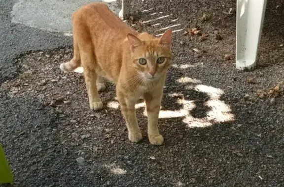 Chat roux craintif et câlin trouvé à Dijon - photo