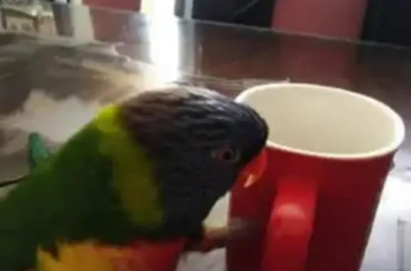 Lost Rainbow Lorikeet - Friendly & Chatty!