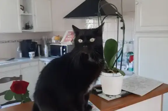 Chat perdu, , photo: Chatte noire 9 ans disparue à Isle