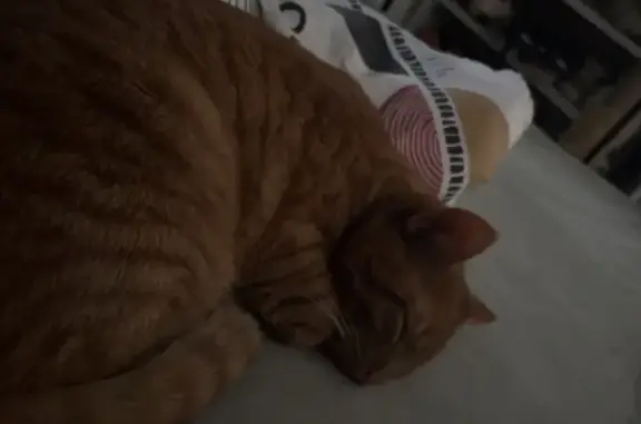 Chat roux aux yeux clairs perdu à Fougères - photo