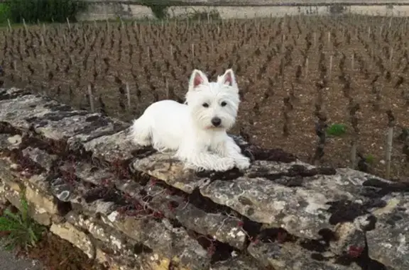 Chien perdu Varennes-le-Grand, photo : Westie blanche volée à Varennes-le-Grand