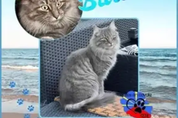 Chat norvégien gris perdu à Saint-Denis - photo