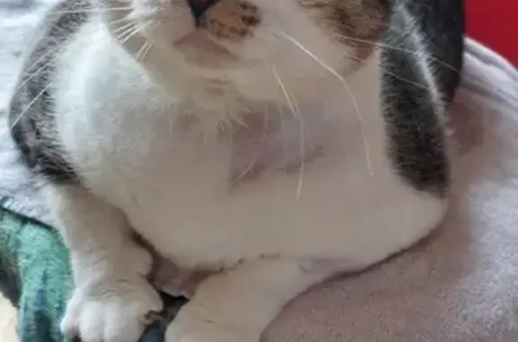 Chat blanc et tigré perdu à Lannion - photo