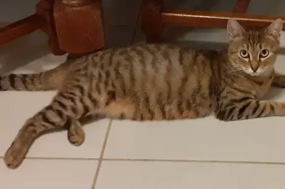 Chatte adulte câline trouvée à Vendargues - photo