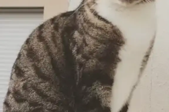 Chat perdu, Wingen-sur-Moder, photo: Chat perdu KYO 13 ans, Rue des Sapins, Wingen
