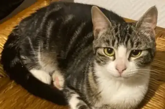 Animaux perdus , photo: Chatte tigrée disparue à Marseille