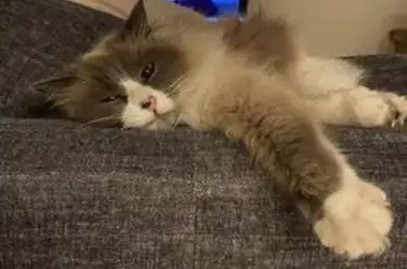 Pepita, chat affectueux, disparue le 24/07 - photo