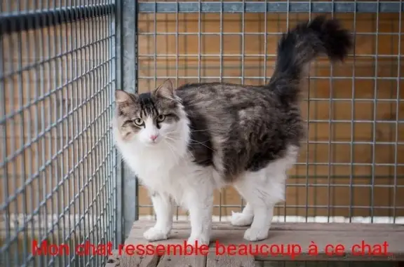 Chat tigré blanc/marron/gris perdu au Gosier - photo