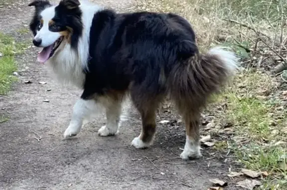 Chien trouvé Les Sables-d'Olonne, photo: Chien errant sociable Rue des Branches