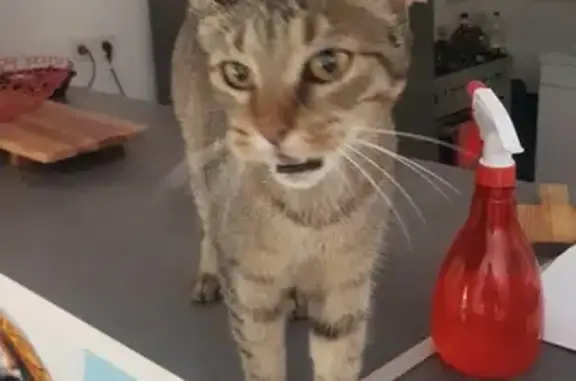 Animaux trouvés Millas, photo: Chatte européenne affectueuse trouvée à Millas