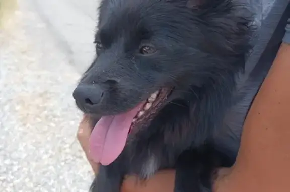 Chien trouvé sur chemins de Compostelle - photo