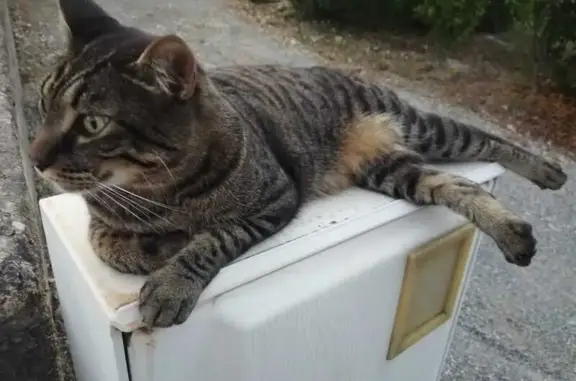 Chat perdu, Peyruis, photo: Chat gris perdu à Peyruis, Rue des Escourtins