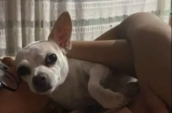 ¡Chihuahua Blanco Perdido en Cancún! 🐾