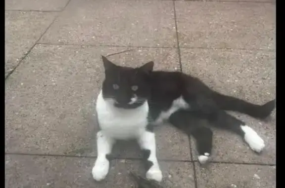 Missing Black & White Female Cat on Chorley Old Rd